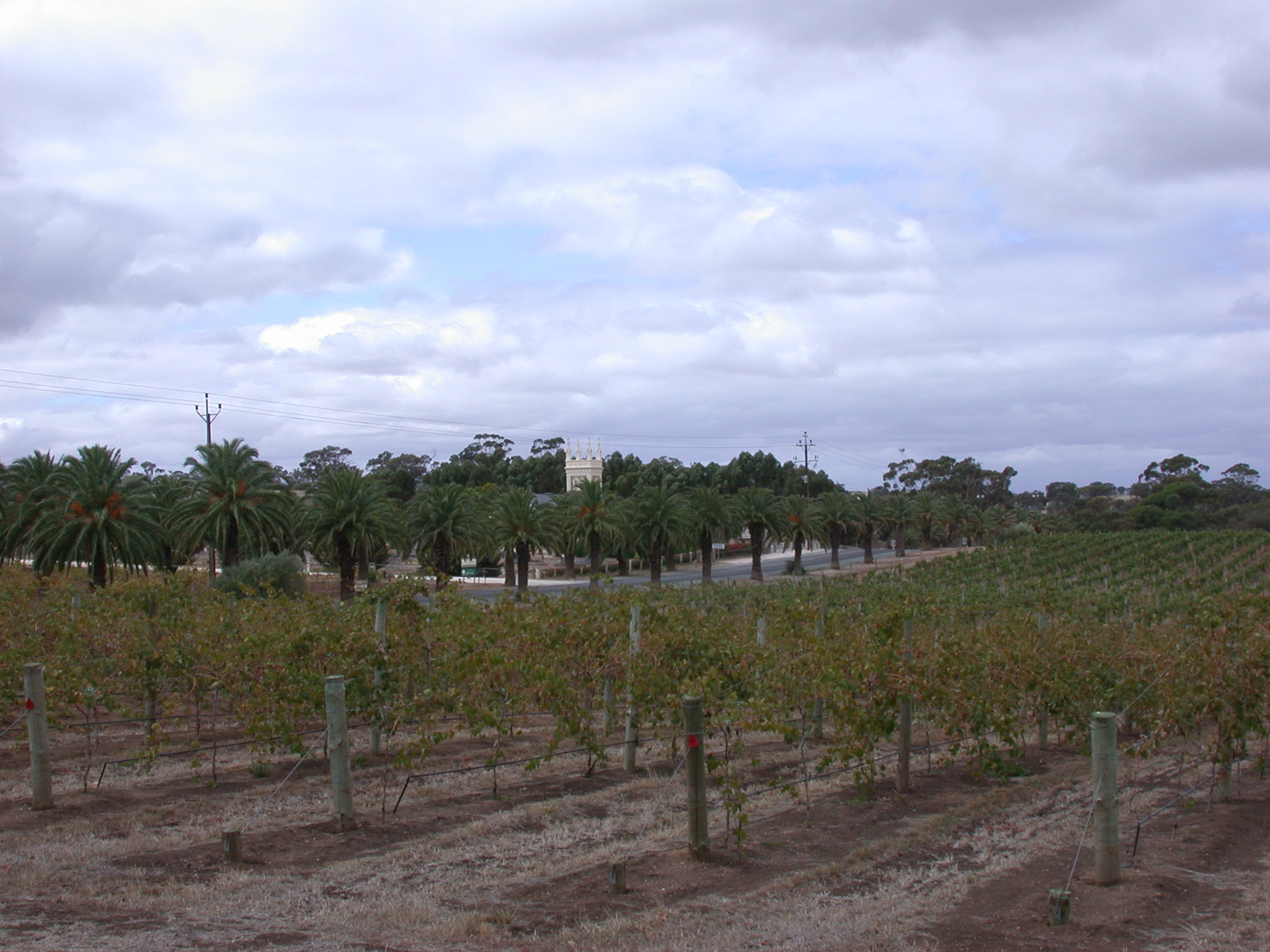 Vineyards & Palm Trees